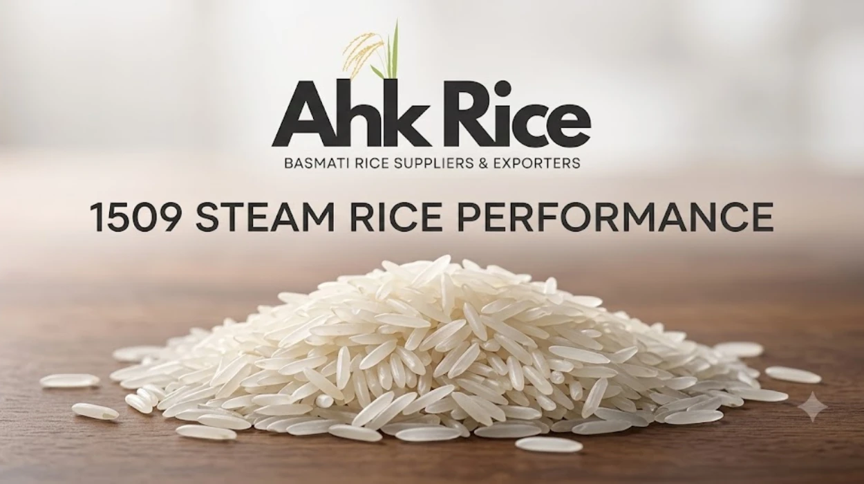 1509 Steam Rice Grain Length and Yield Performance Explained