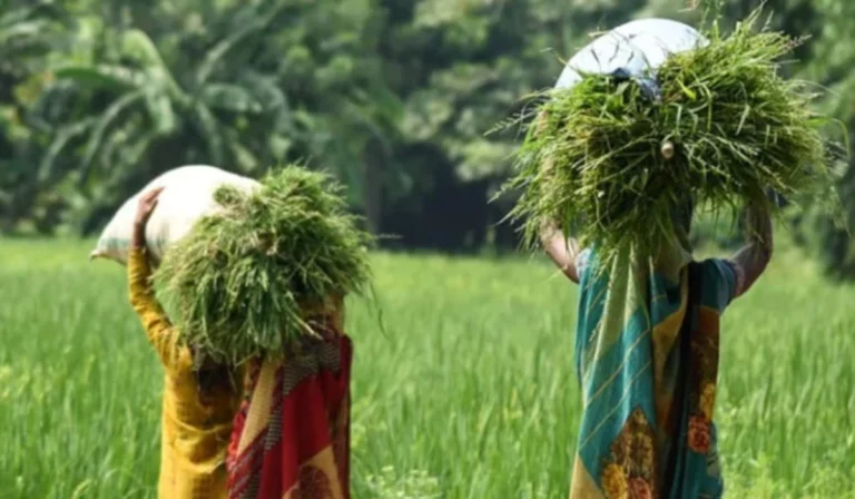 Climate Grants Reshape Global Rice Trade and Inclusion