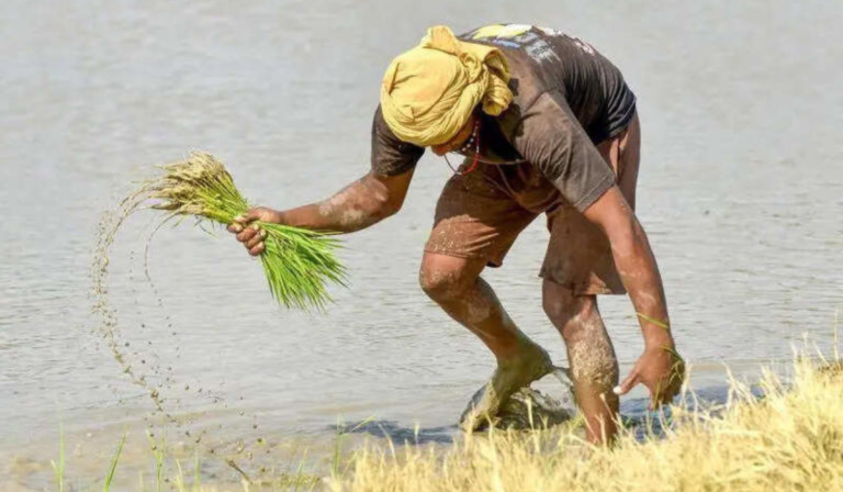 El Niño Risks Raise Concerns for Basmati Rice Trade