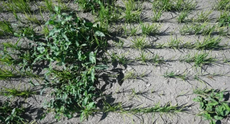 Europe’s Rice Production Crisis: What Does It Mean for Global Trade?