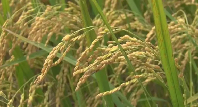 Guinea’s Hybrid Rice Push Could Reshape Global Rice Trade