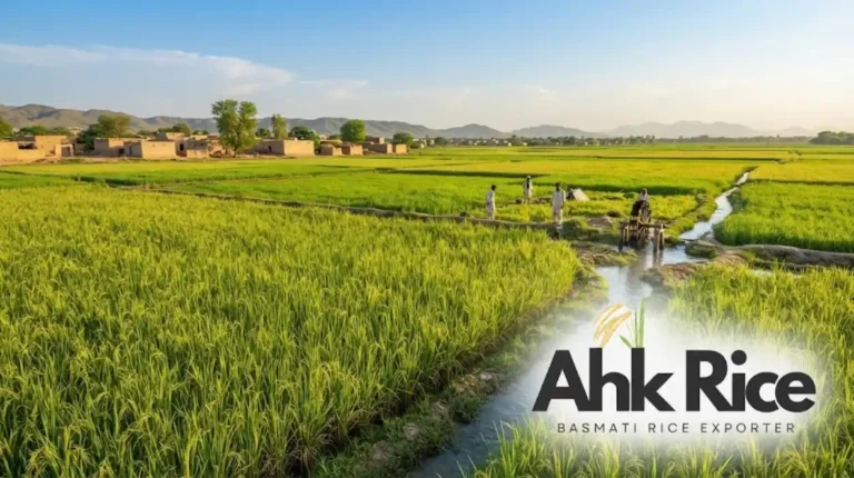 Where Is Pakistani Basmati Rice Grown